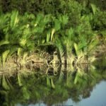 গোল নয় গোলপাতা: সুন্দরবনের সবুজ আচ্ছাদন, যার আড়ালে লুকিয়ে বাঘের নিঃশ্বাস