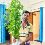 খুলনায় মাছের ঘেরের বাঁধে মিলল ৪ গাঁজাগাছ, আটক ১