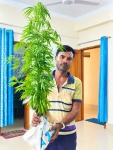 খুলনায় মাছের ঘেরের বাঁধে মিলল ৪ গাঁজাগাছ, আটক ১