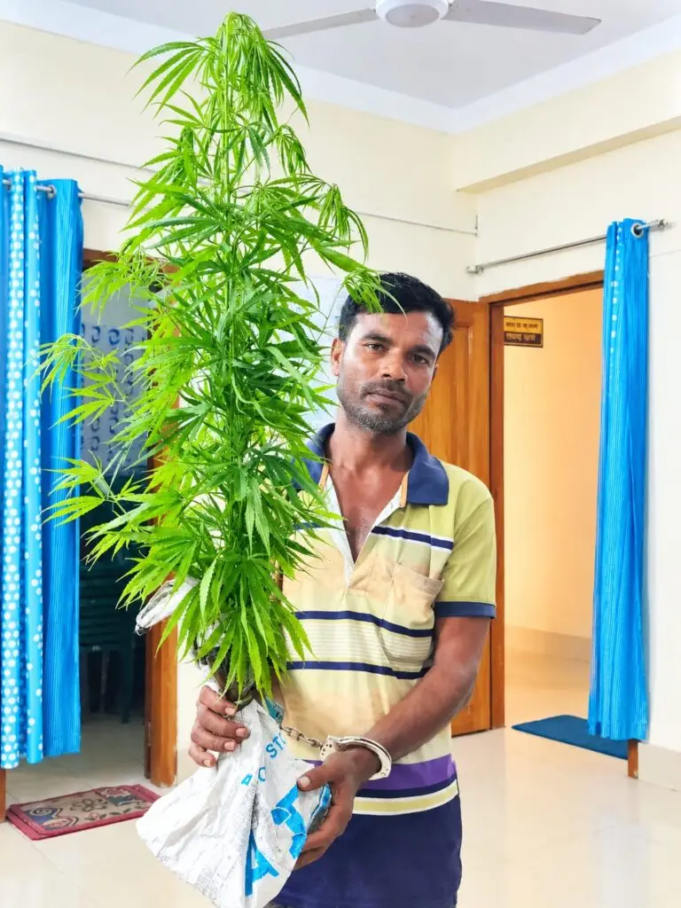 খুলনায় মাছের ঘেরের বাঁধে মিলল ৪ গাঁজাগাছ, আটক ১